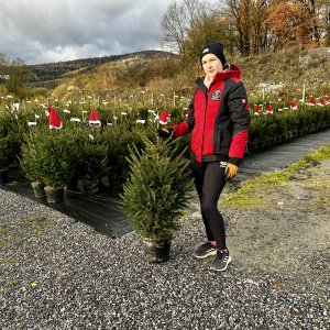 Smrek obyčajný (Picea abies) - výška 80-120 cm, kont. C20L